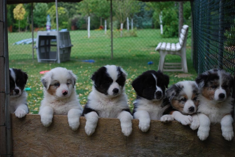 Chiot Berger Australien des rêves d'opaline