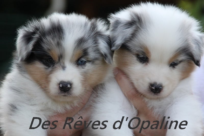 des rêves d'opaline - Berger Australien - Portée née le 24/04/2012