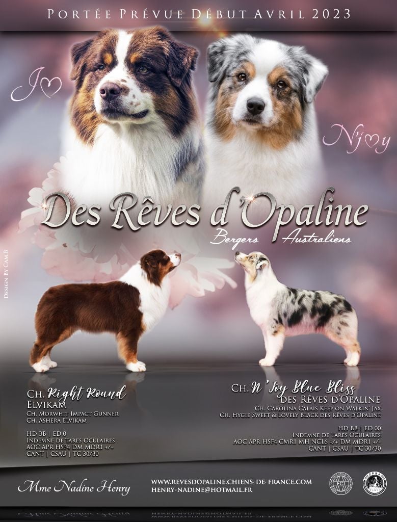 Chiot Berger Australien des rêves d'opaline