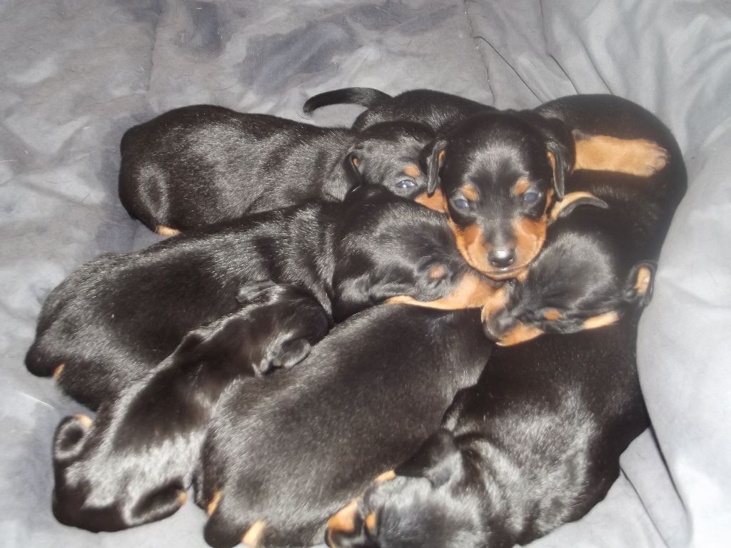 Chiot Pinscher nain du chemin des Volcans