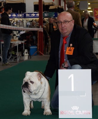 du temple des Bulldogs - ASTON Meilleur Bulldog à MOUSCRON