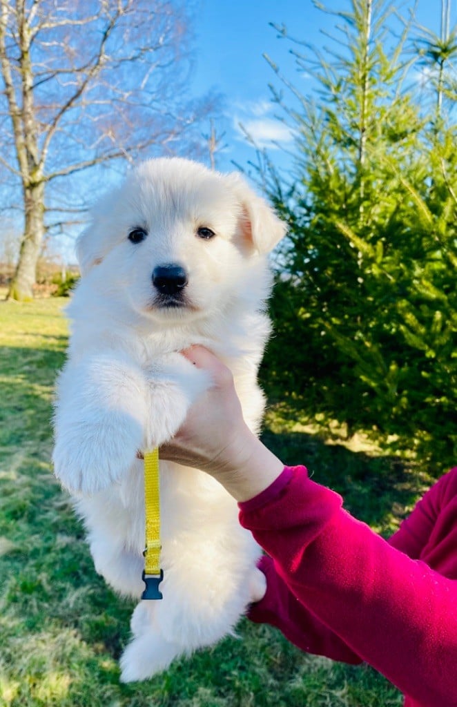 du Domaine de Criska - Chiots disponibles - Berger Blanc Suisse