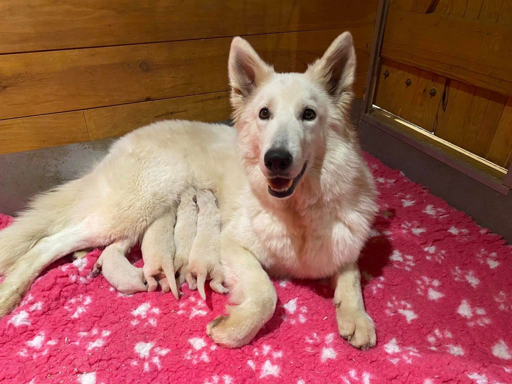 Chiot Berger Blanc Suisse du Domaine de Criska