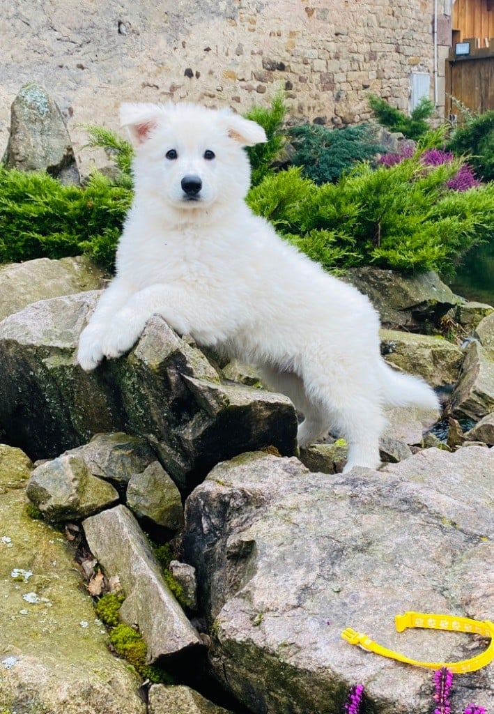 du Domaine de Criska - Chiots disponibles - Berger Blanc Suisse