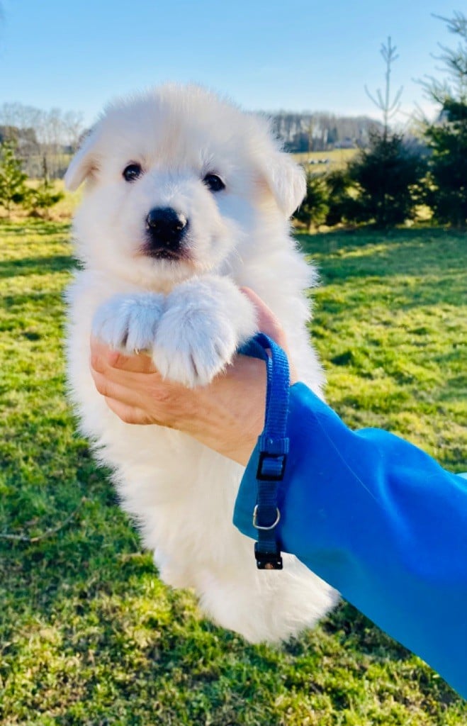 du Domaine de Criska - Chiots disponibles - Berger Blanc Suisse