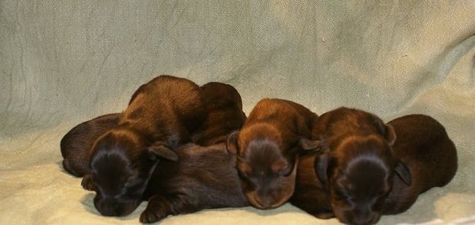 de Nanthorn - Superbe Portée de 6 Chiots ....