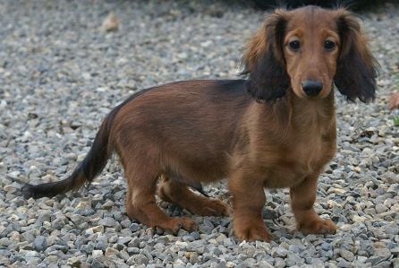 Nouvelles Photos des Chiots de Nanthorn !!!!