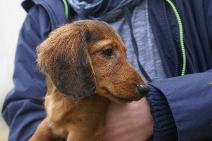 de Nanthorn - Chiots disponibles - Teckel poil long