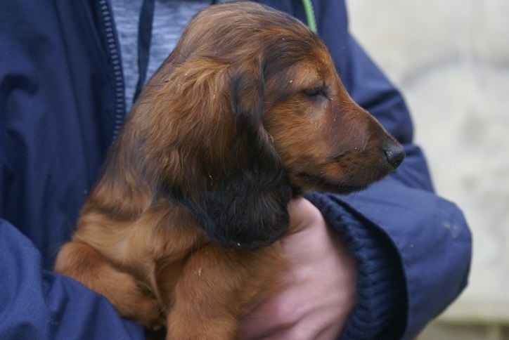 de Nanthorn - Chiots disponibles - Teckel poil long