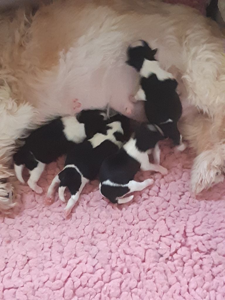 des Alpilles en Provence - 4 joli bébés  2 male et 2 femelle  sont nées  ils sont noir et blanc  