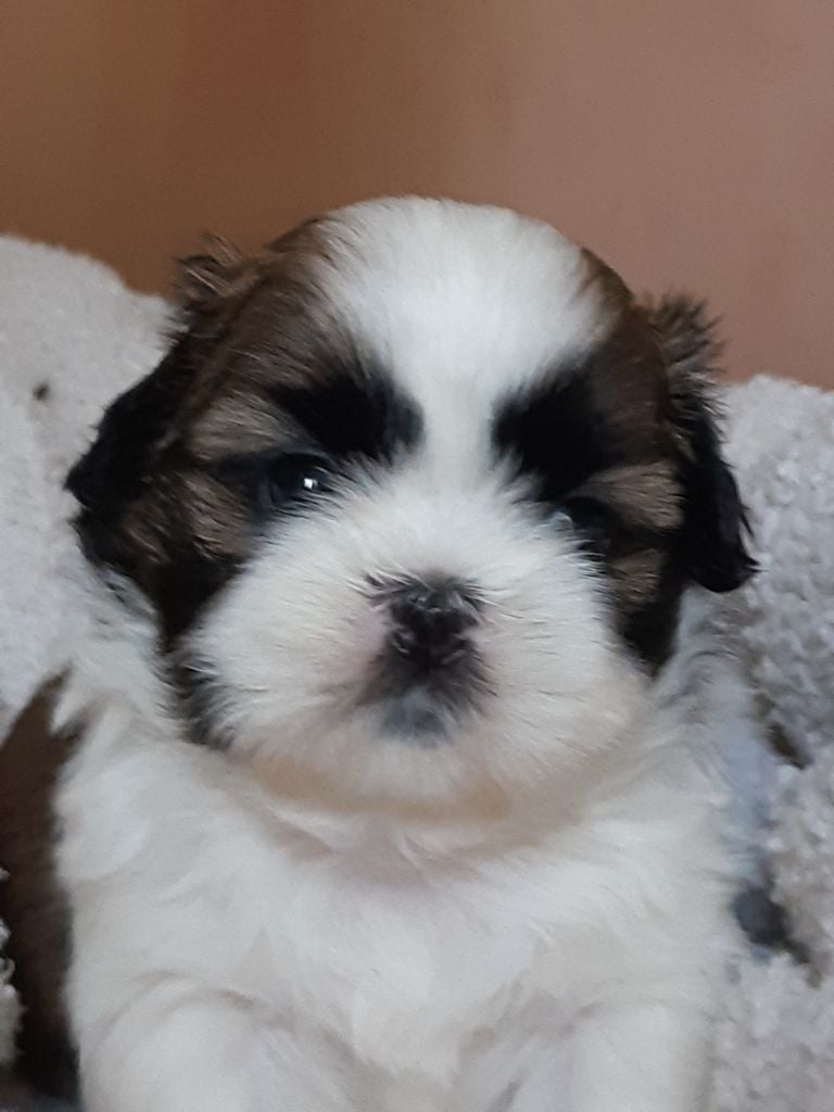 des Alpilles en Provence - Bébés  disponible 