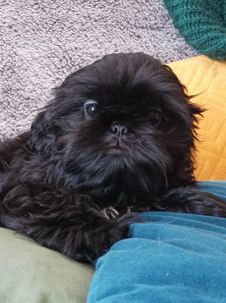 des Alpilles en Provence - Chiots disponibles - Shih Tzu