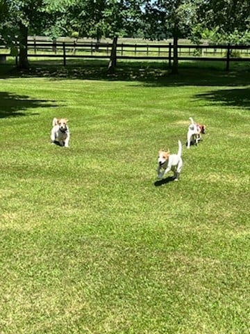 C'est la fête dans l'herbe fraîche !!