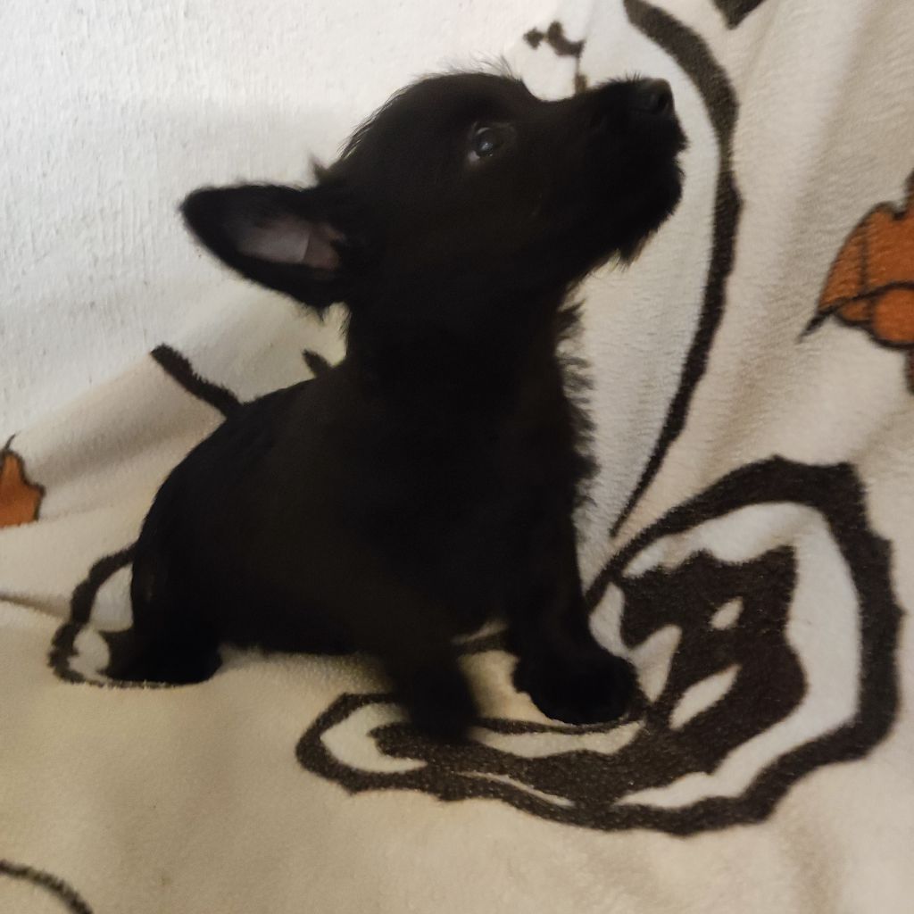 du Moulin de la Terrasse - Chiots disponibles - Scottish Terrier