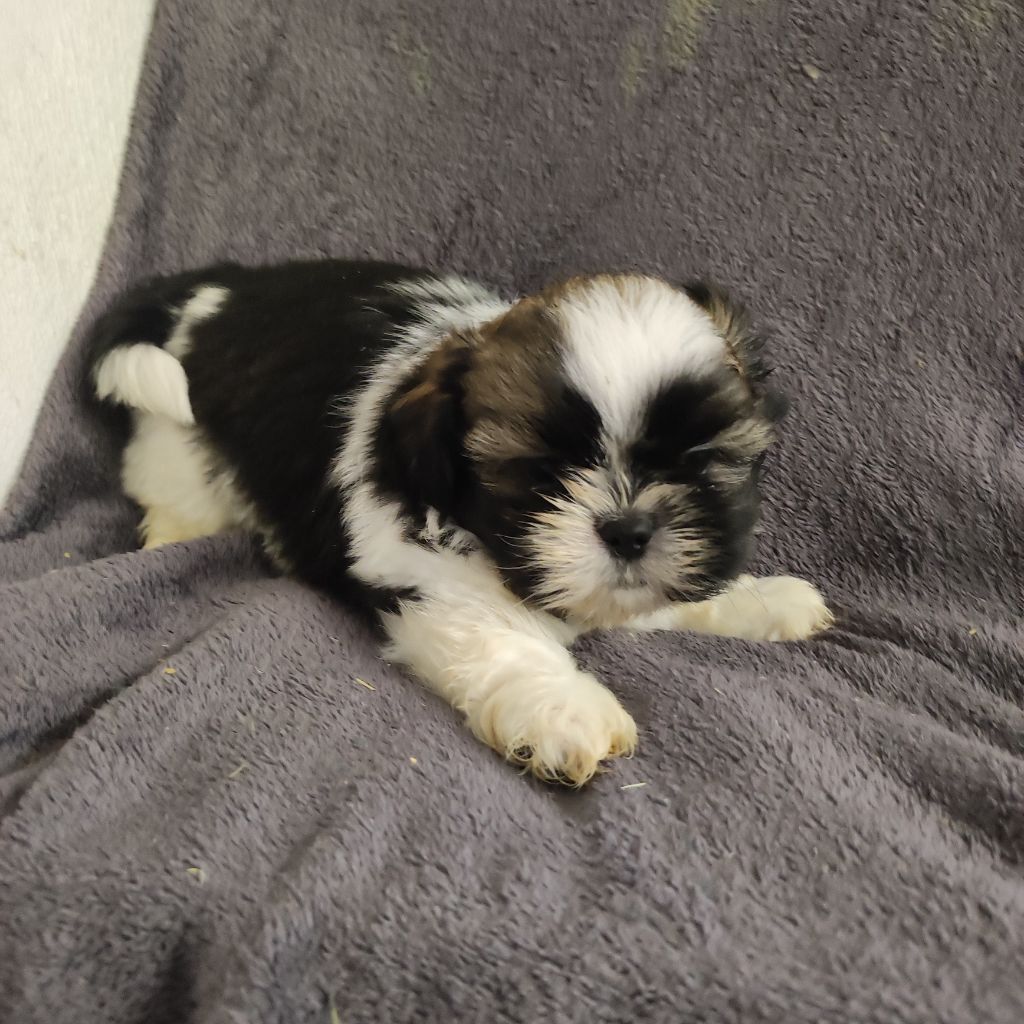 du Moulin de la Terrasse - Chiots disponibles - Shih Tzu