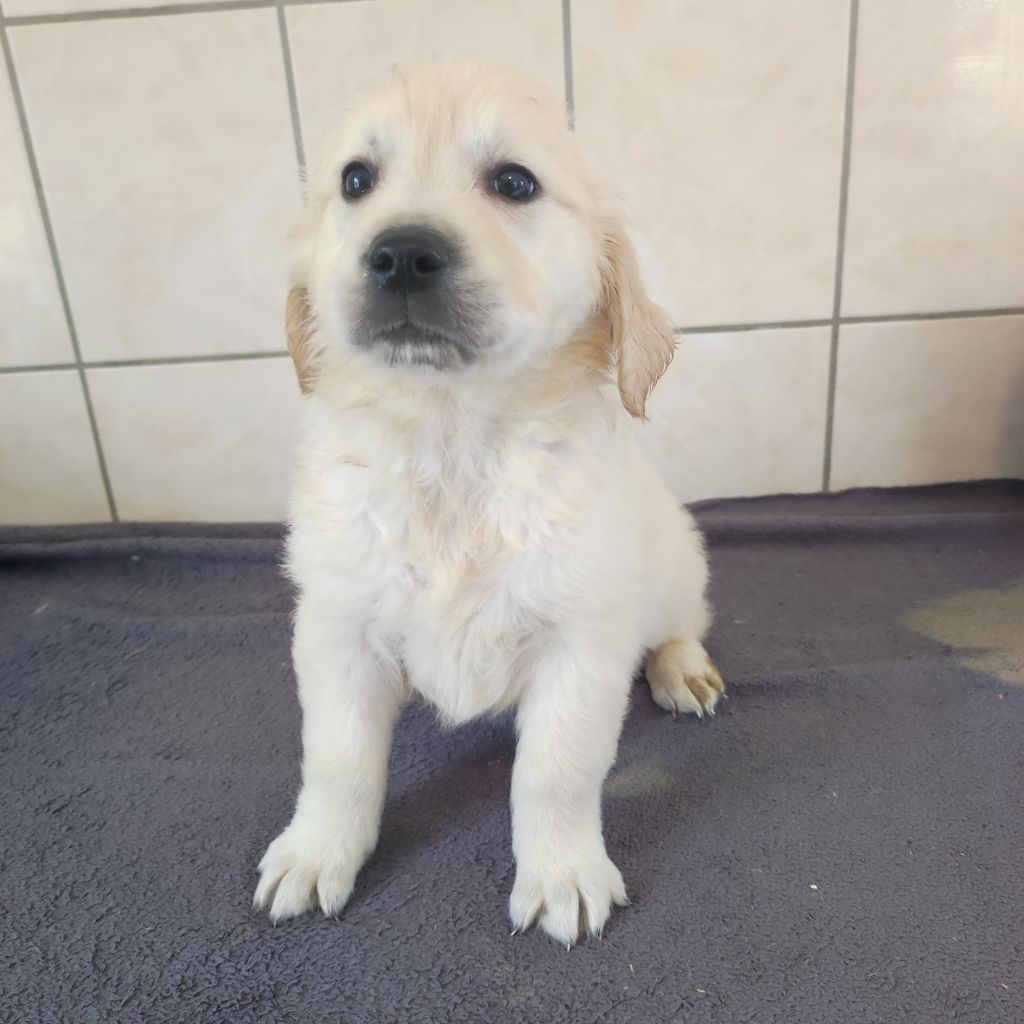 du Moulin de la Terrasse - Chiots disponibles - Golden Retriever