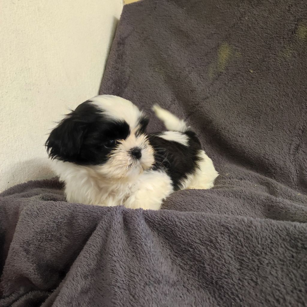 du Moulin de la Terrasse - Chiots disponibles - Shih Tzu