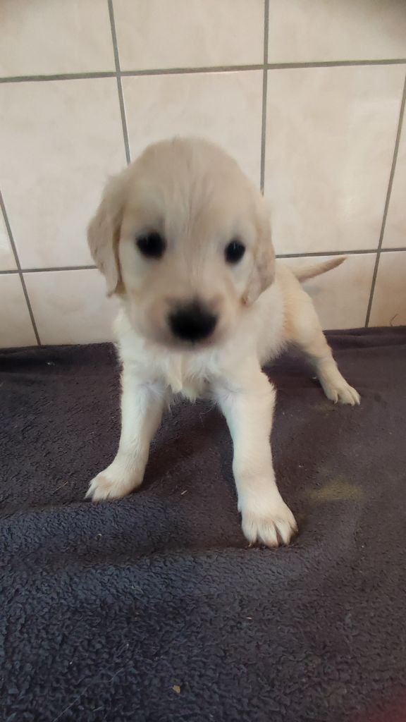 du Moulin de la Terrasse - Chiots disponibles - Golden Retriever