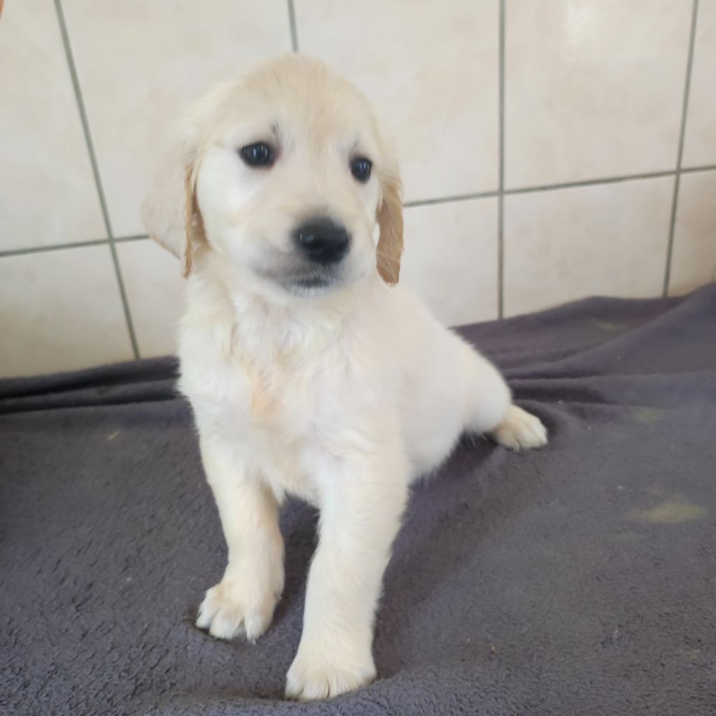 du Moulin de la Terrasse - Chiots disponibles - Golden Retriever