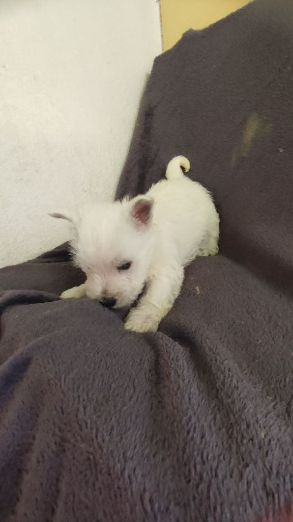 du Moulin de la Terrasse - Chiots disponibles - West Highland White Terrier