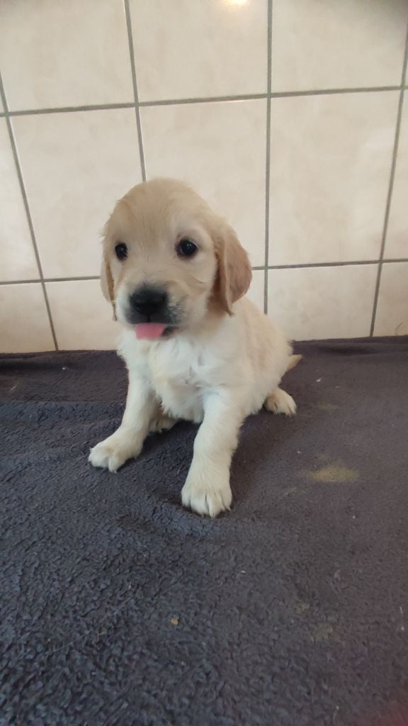 du Moulin de la Terrasse - Chiots disponibles - Golden Retriever