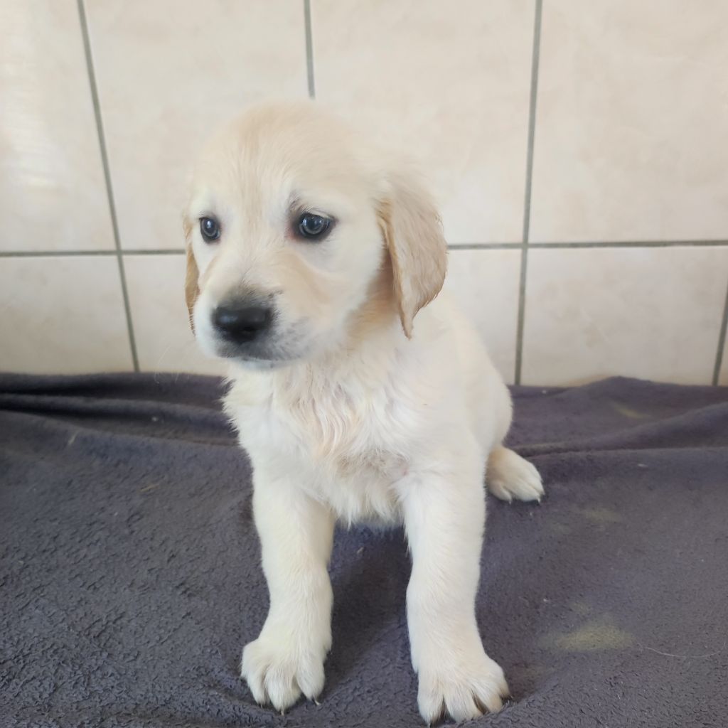 du Moulin de la Terrasse - Chiots disponibles - Golden Retriever