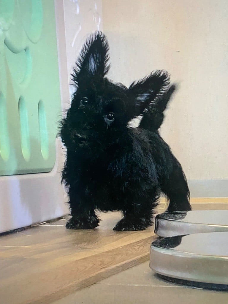 du Moulin de la Terrasse - Chiots disponibles - Scottish Terrier