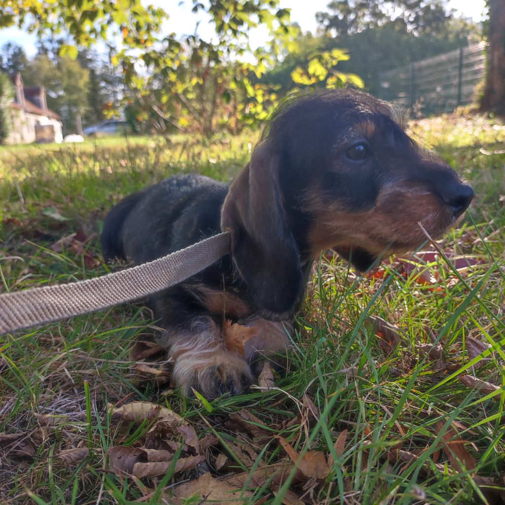 du Moulin de la Terrasse - Chiots disponibles - Teckel poil dur