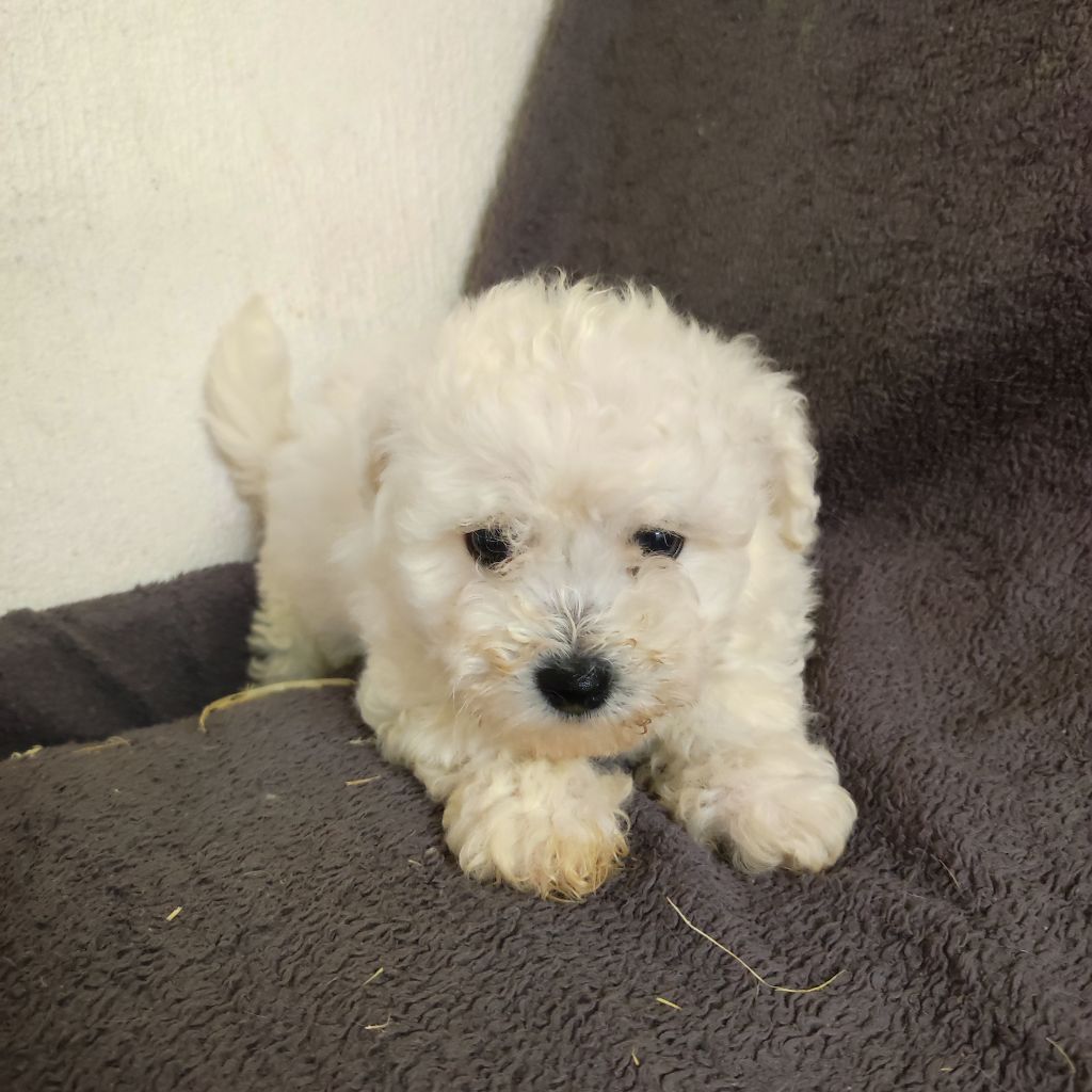 du Moulin de la Terrasse - Chiots disponibles - Bichon Frise