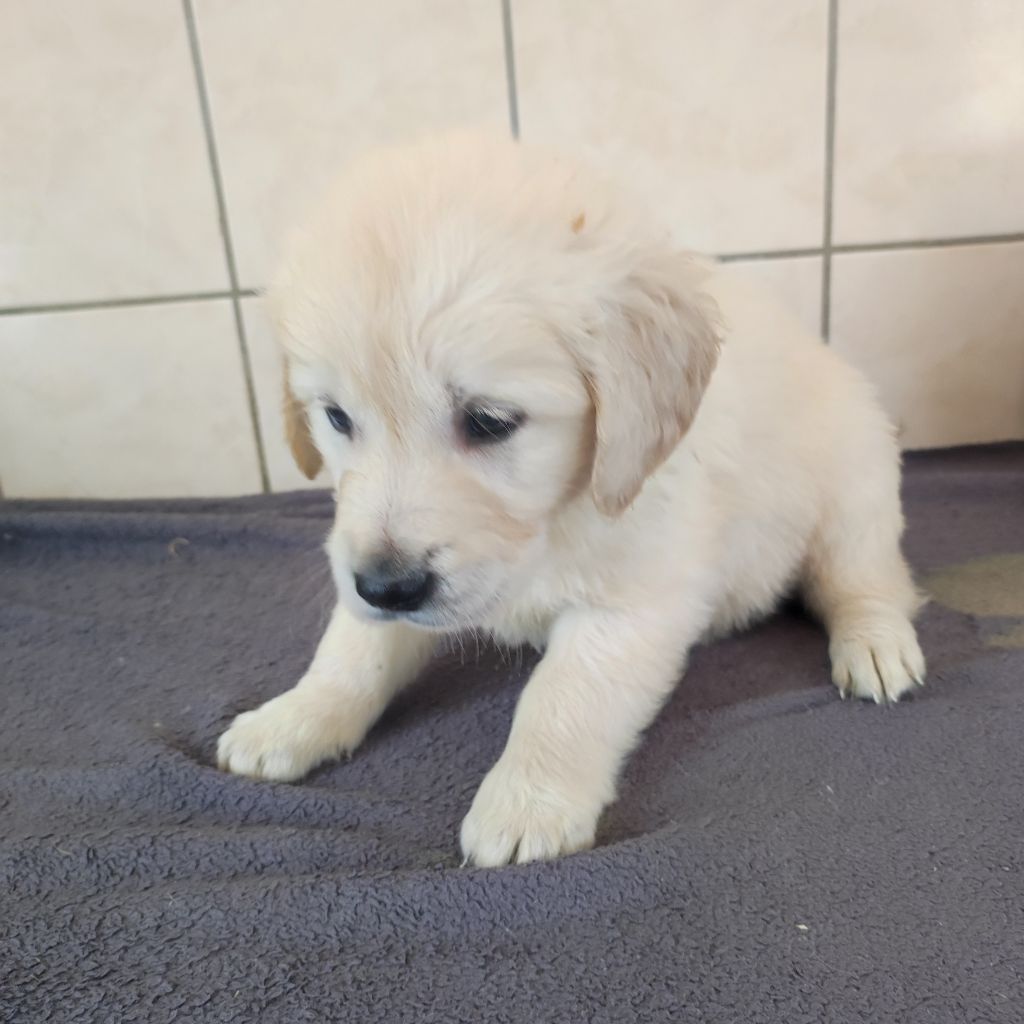 du Moulin de la Terrasse - Chiots disponibles - Golden Retriever