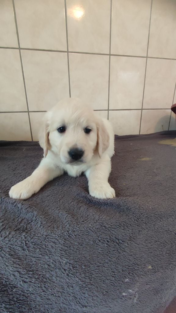 du Moulin de la Terrasse - Chiots disponibles - Golden Retriever