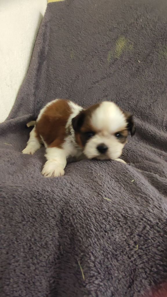 du Moulin de la Terrasse - Chiots disponibles - Shih Tzu