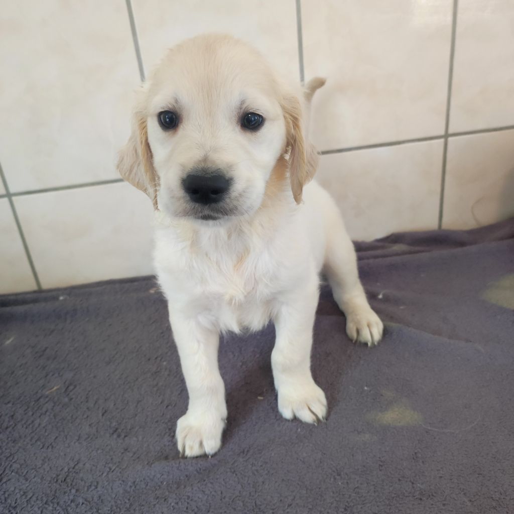 du Moulin de la Terrasse - Chiots disponibles - Golden Retriever