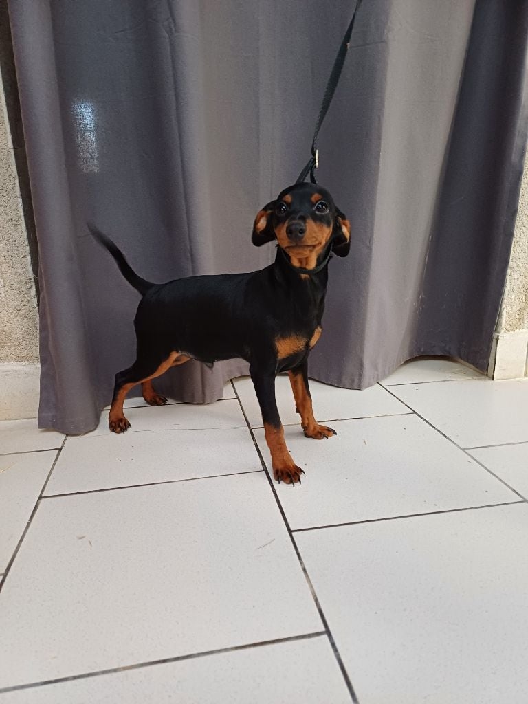 du Moulin de la Terrasse - Chiots disponibles - Pinscher nain