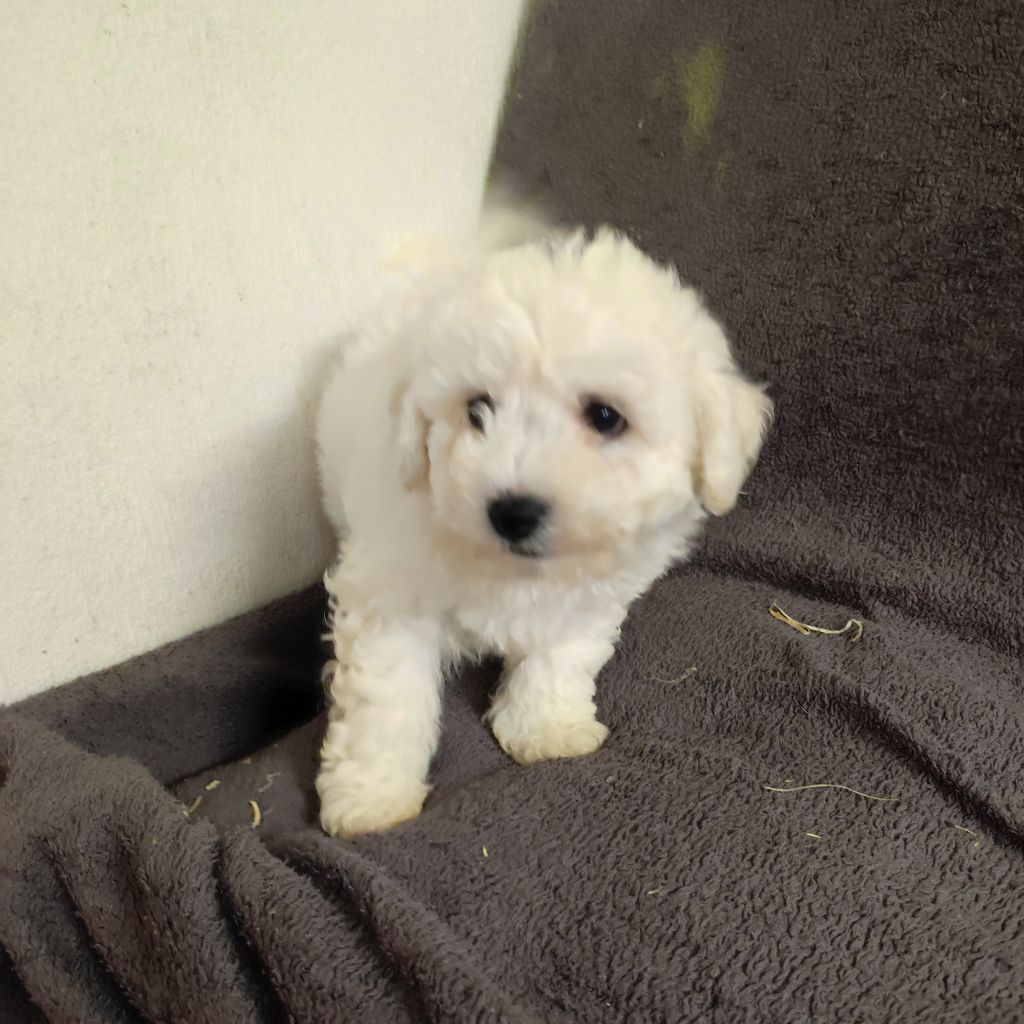 du Moulin de la Terrasse - Chiots disponibles - Bichon Frise