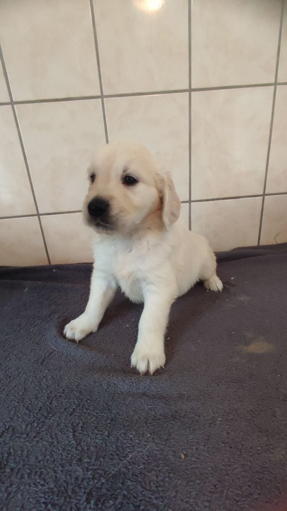 du Moulin de la Terrasse - Chiots disponibles - Golden Retriever