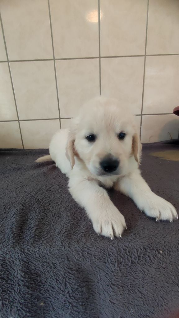 du Moulin de la Terrasse - Chiots disponibles - Golden Retriever