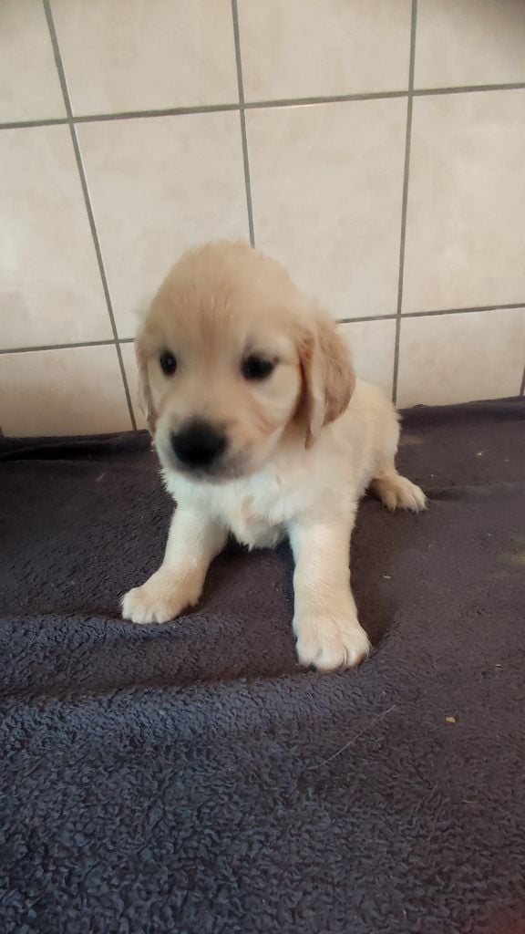 du Moulin de la Terrasse - Chiots disponibles - Golden Retriever