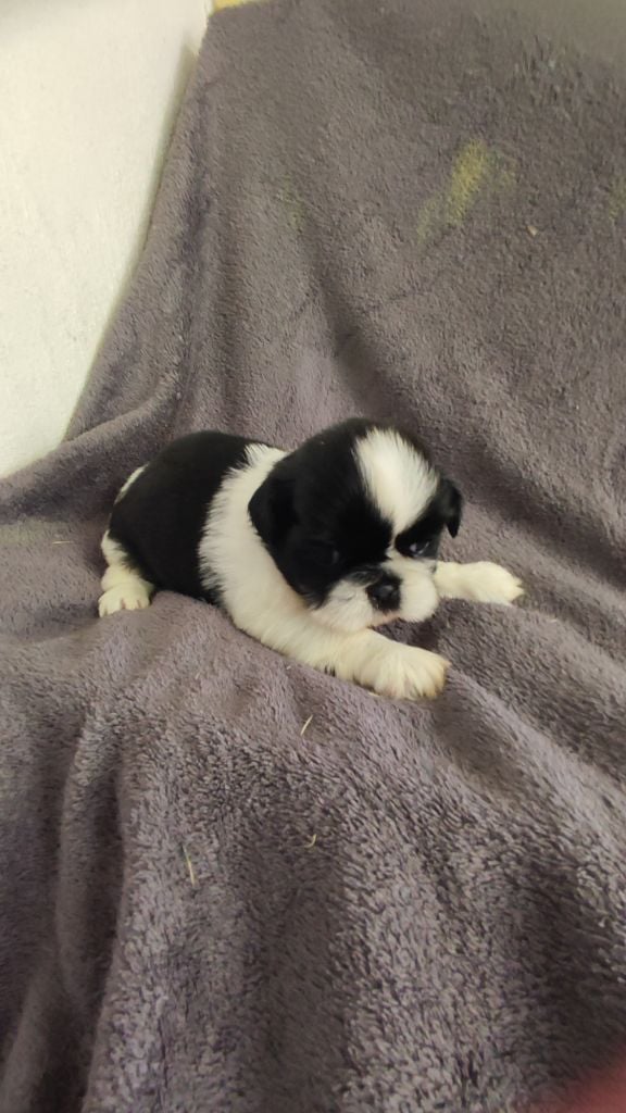 du Moulin de la Terrasse - Chiots disponibles - Shih Tzu