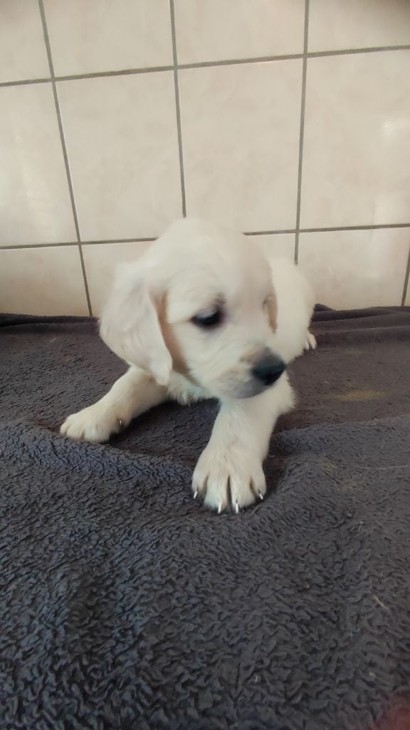 du Moulin de la Terrasse - Chiots disponibles - Golden Retriever