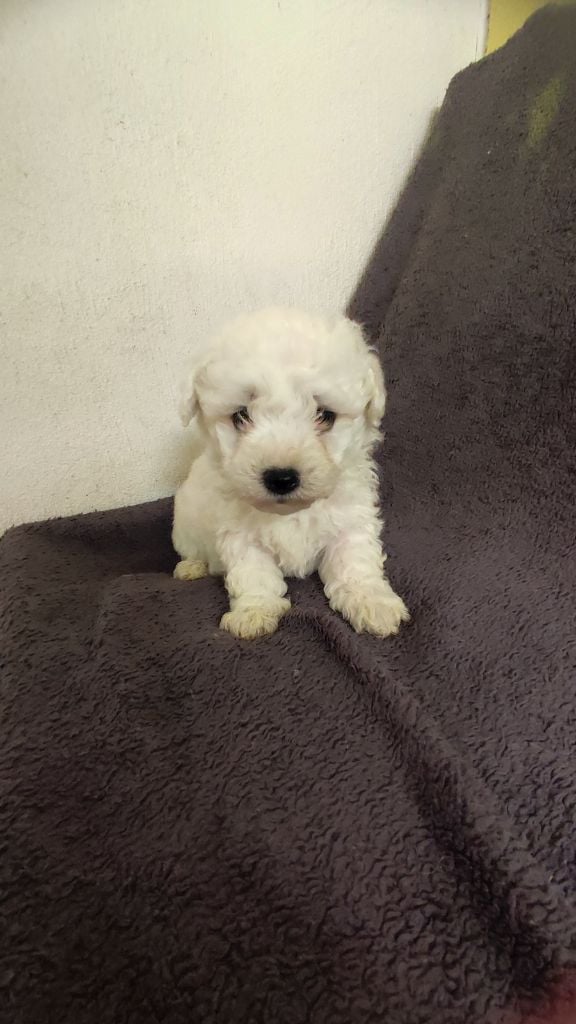 du Moulin de la Terrasse - Chiots disponibles - Bichon Frise