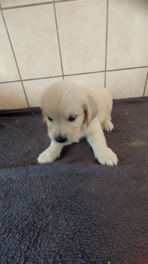 du Moulin de la Terrasse - Chiots disponibles - Golden Retriever