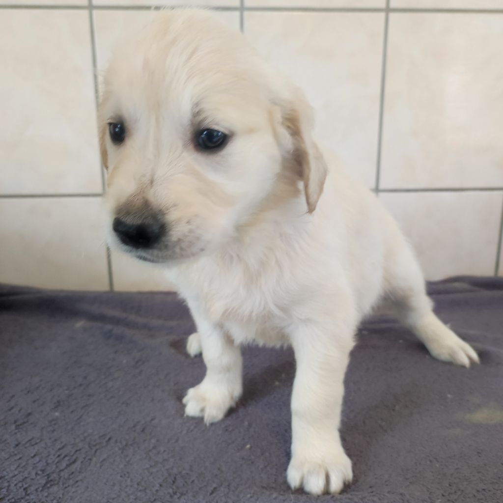 du Moulin de la Terrasse - Chiots disponibles - Golden Retriever