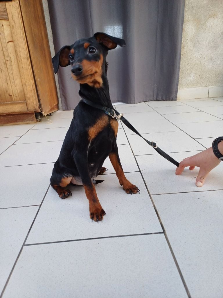 du Moulin de la Terrasse - Chiots disponibles - Pinscher nain