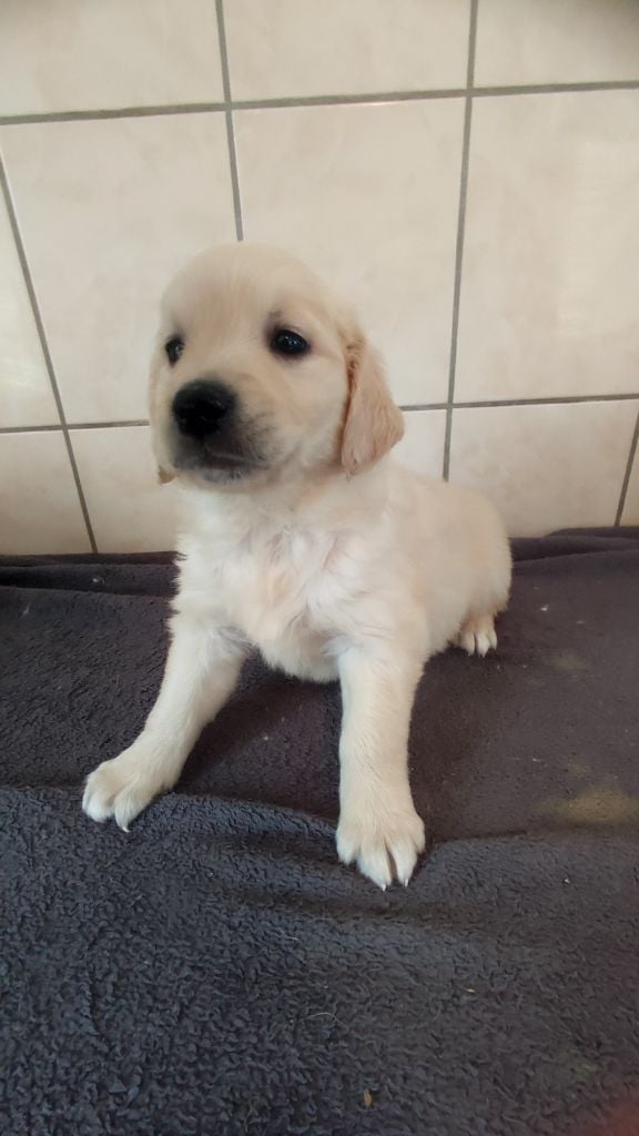 du Moulin de la Terrasse - Chiots disponibles - Golden Retriever