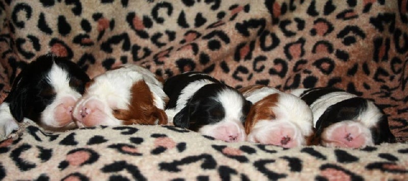 des roches d'Orvaz - Cavalier King Charles Spaniel - Portée née le 20/09/2012