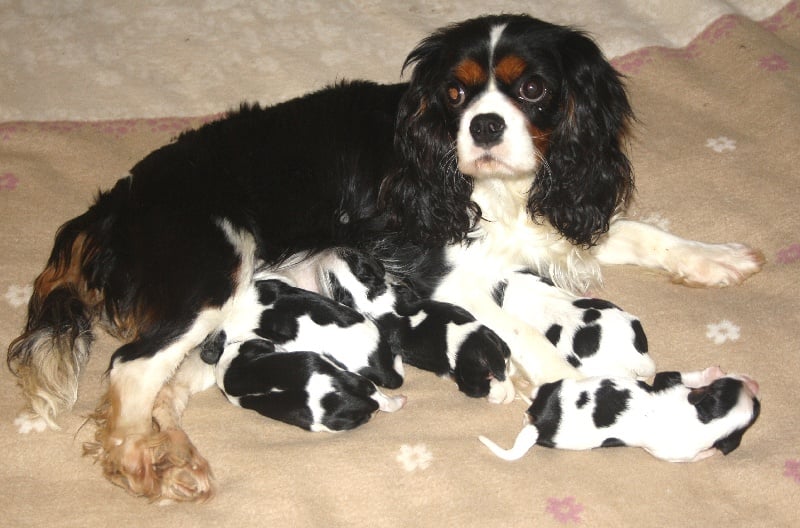 des roches d'Orvaz - Cavalier King Charles Spaniel - Portée née le 25/02/2012