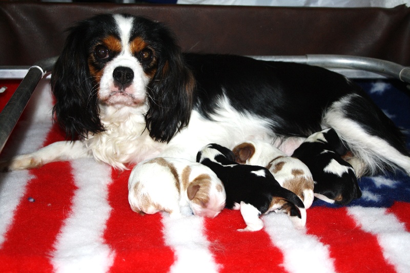 des roches d'Orvaz - Cavalier King Charles Spaniel - Portée née le 10/09/2012