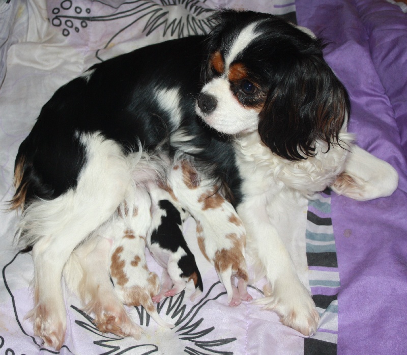 des roches d'Orvaz - Cavalier King Charles Spaniel - Portée née le 12/01/2012