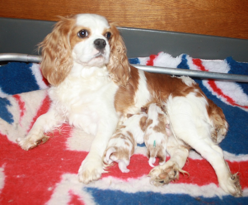 des roches d'Orvaz - Cavalier King Charles Spaniel - Portée née le 01/10/2012